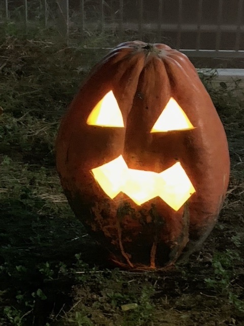 20221111 jack o lantern1